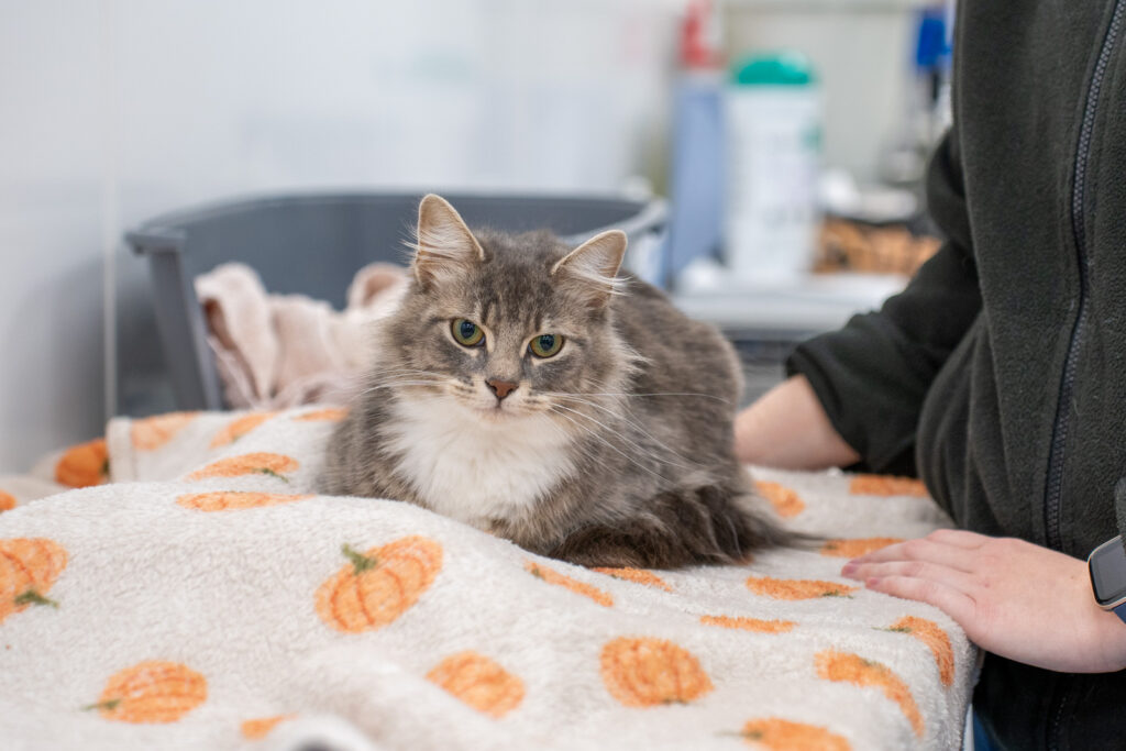 Clevedale Veterinary Practice - Small-Animal (Web) 069
