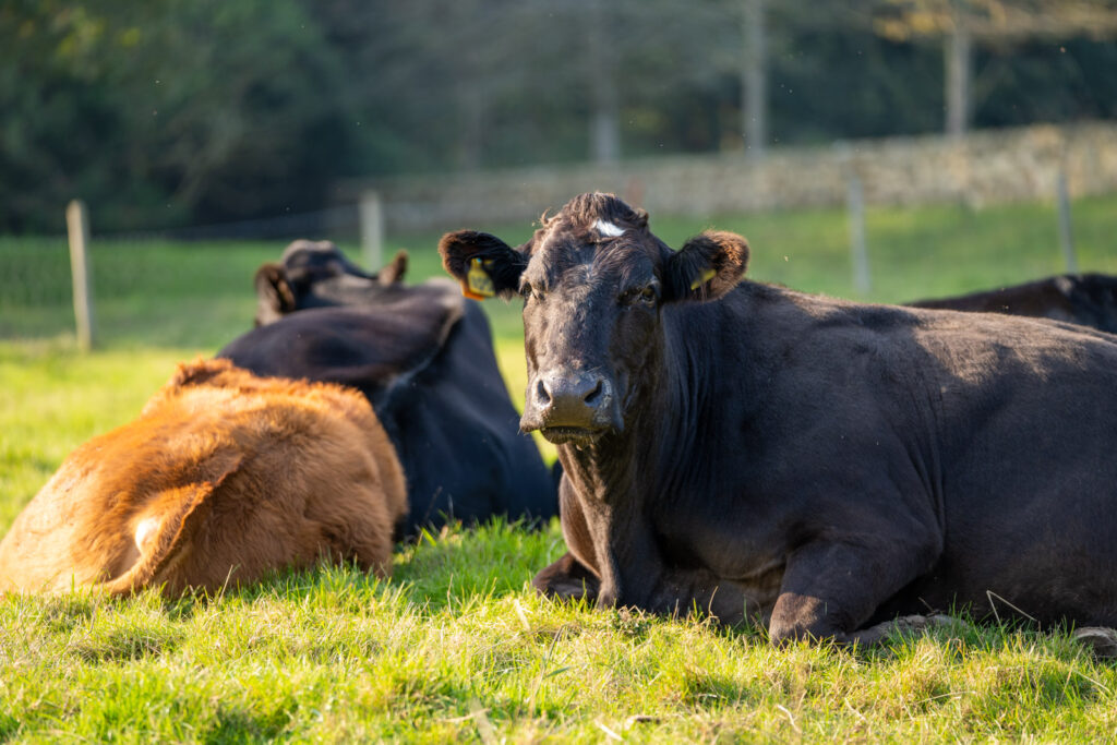 Clevedale Veterinary Practice - Small-Animal (Web) 142