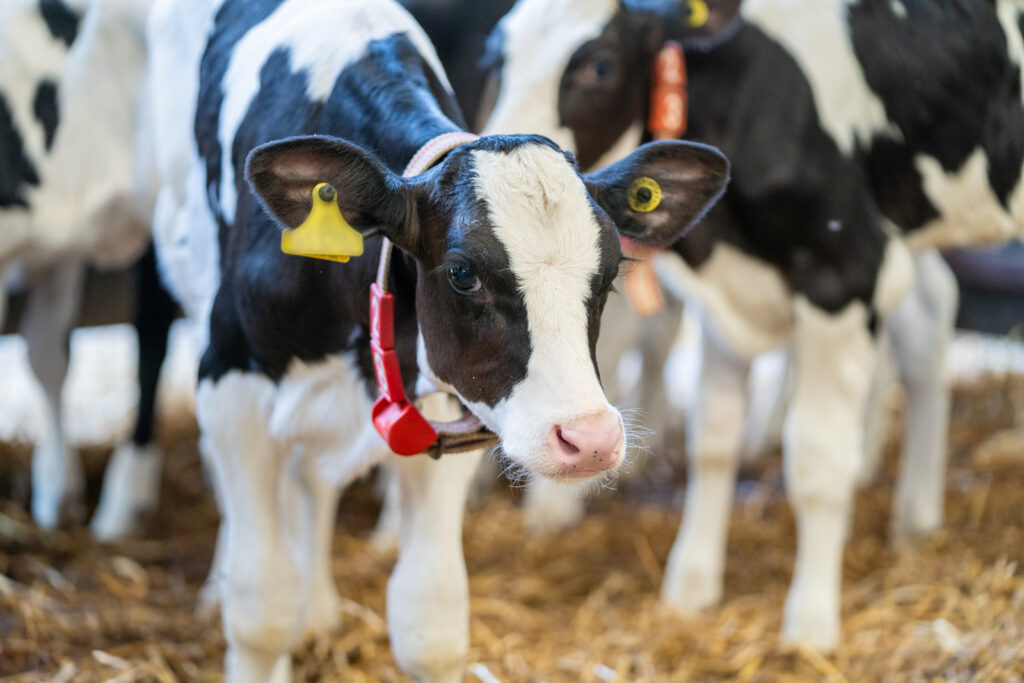 Galedin Veterinary Group - Farm (Web) 090